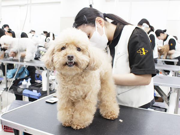 ☆お客様犬のトリミング☆